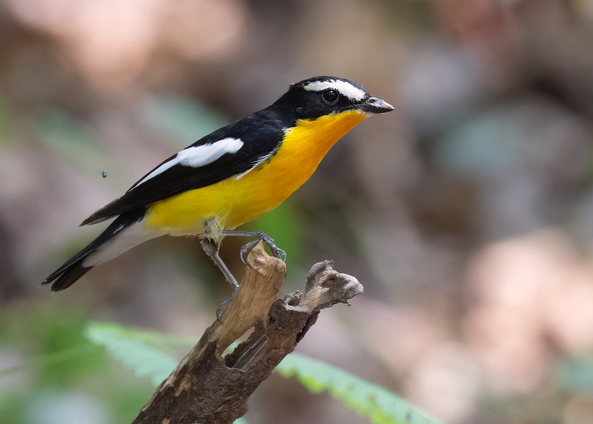 Yellow-rumped Flycatcher - Ayuwat Jearwattanakanok