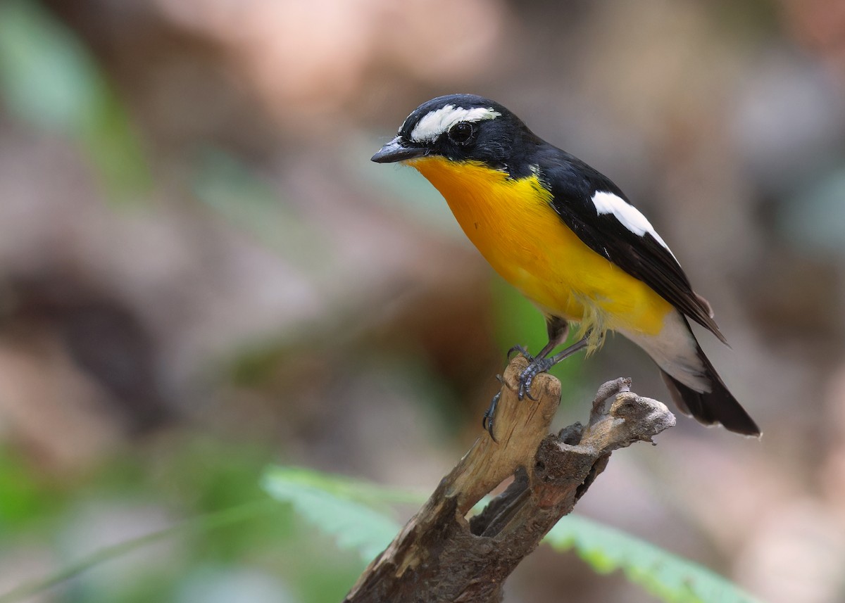 Yellow-rumped Flycatcher - ML561597721