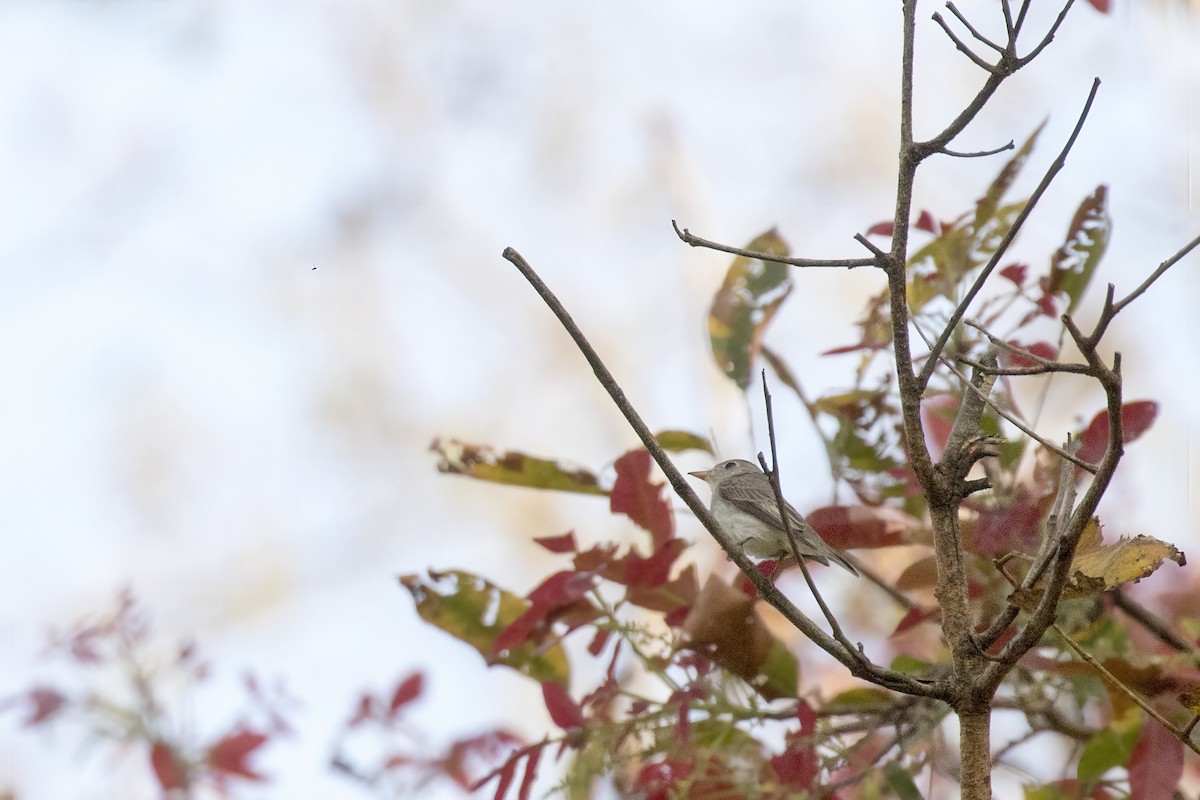 Asian Brown Flycatcher - ML561597871