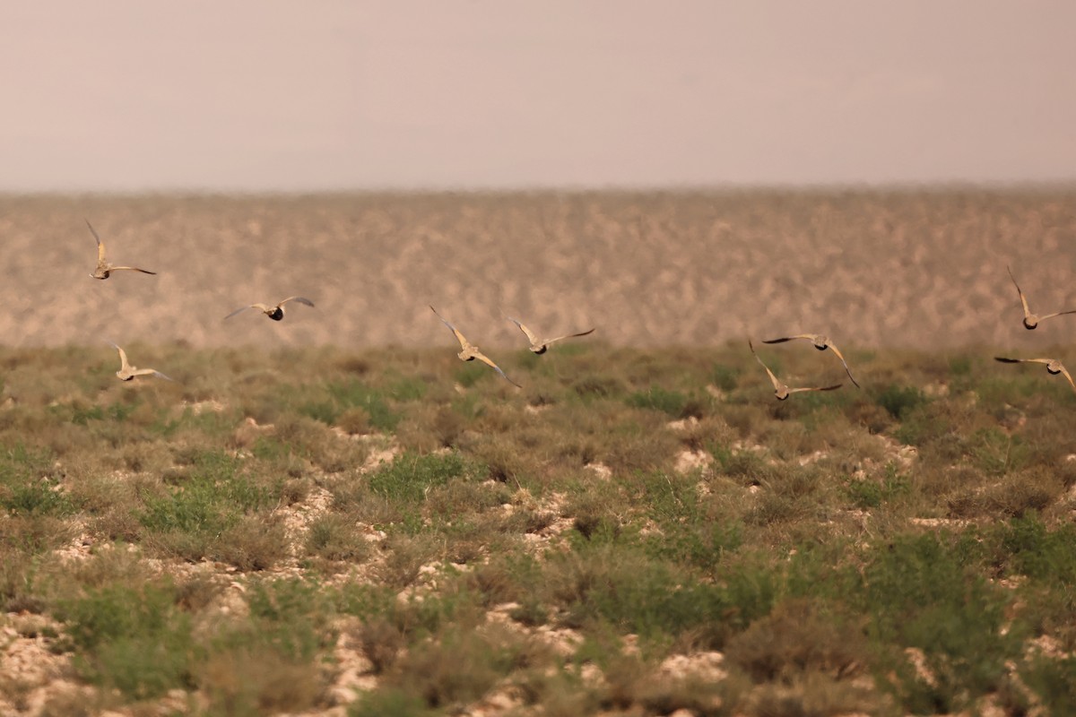 Black-bellied Sandgrouse - ML561600191