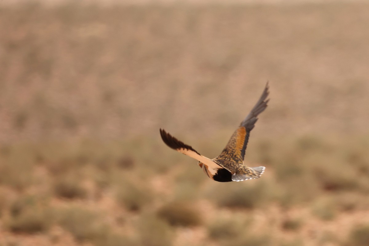 Black-bellied Sandgrouse - ML561600411