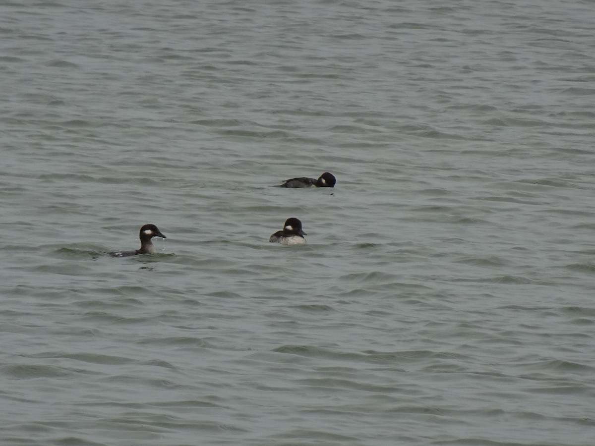 Bufflehead - ML561601731