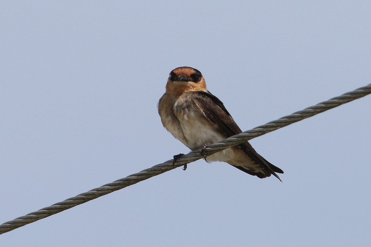 Cave Swallow - ML56160231