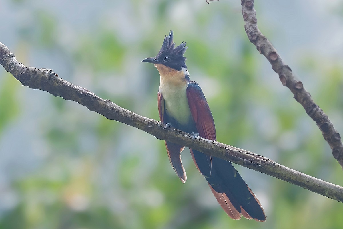 Chestnut-winged Cuckoo - ML561602811