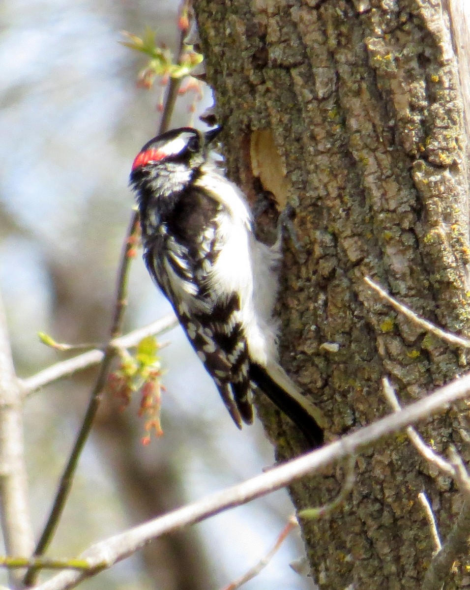 Downy Woodpecker - ML56160331