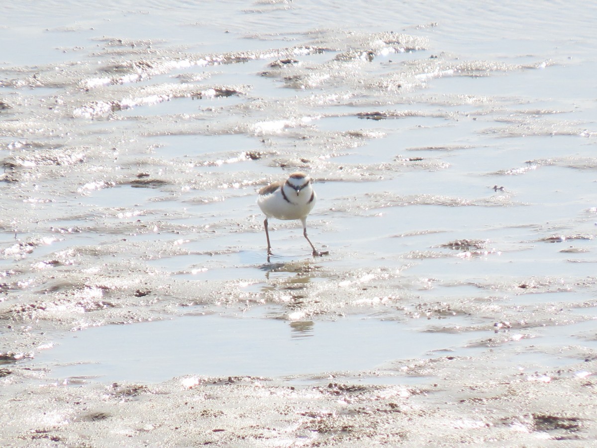 Kentish Plover - ML561603321