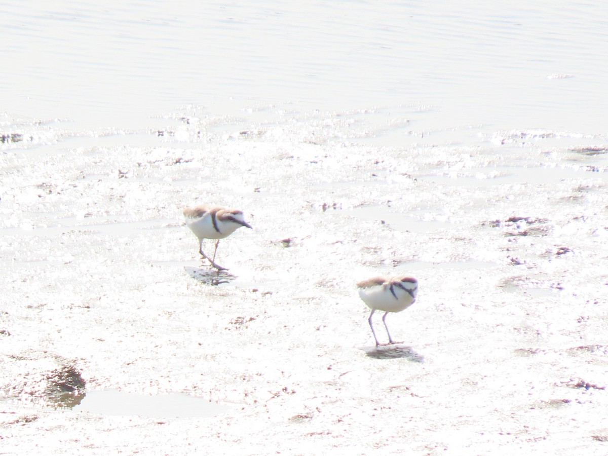 Kentish Plover - Yuka Kobayashi