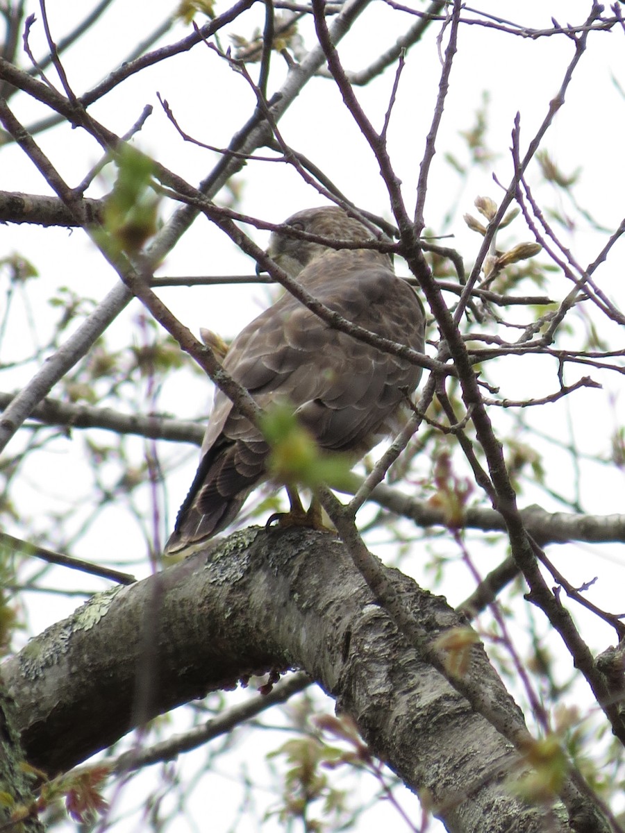 Broad-winged Hawk - Jenifer Glagowski