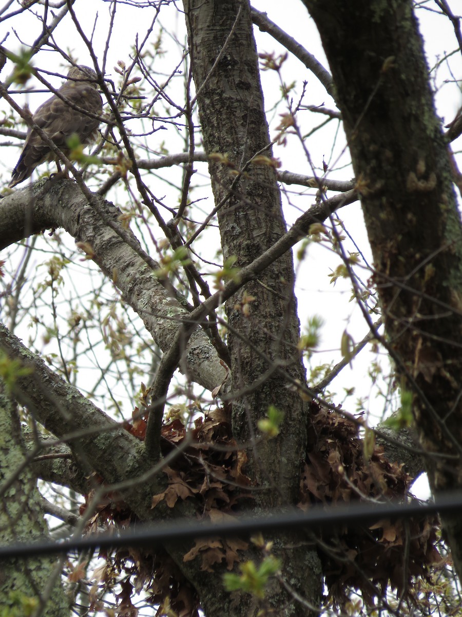 Broad-winged Hawk - Jenifer Glagowski