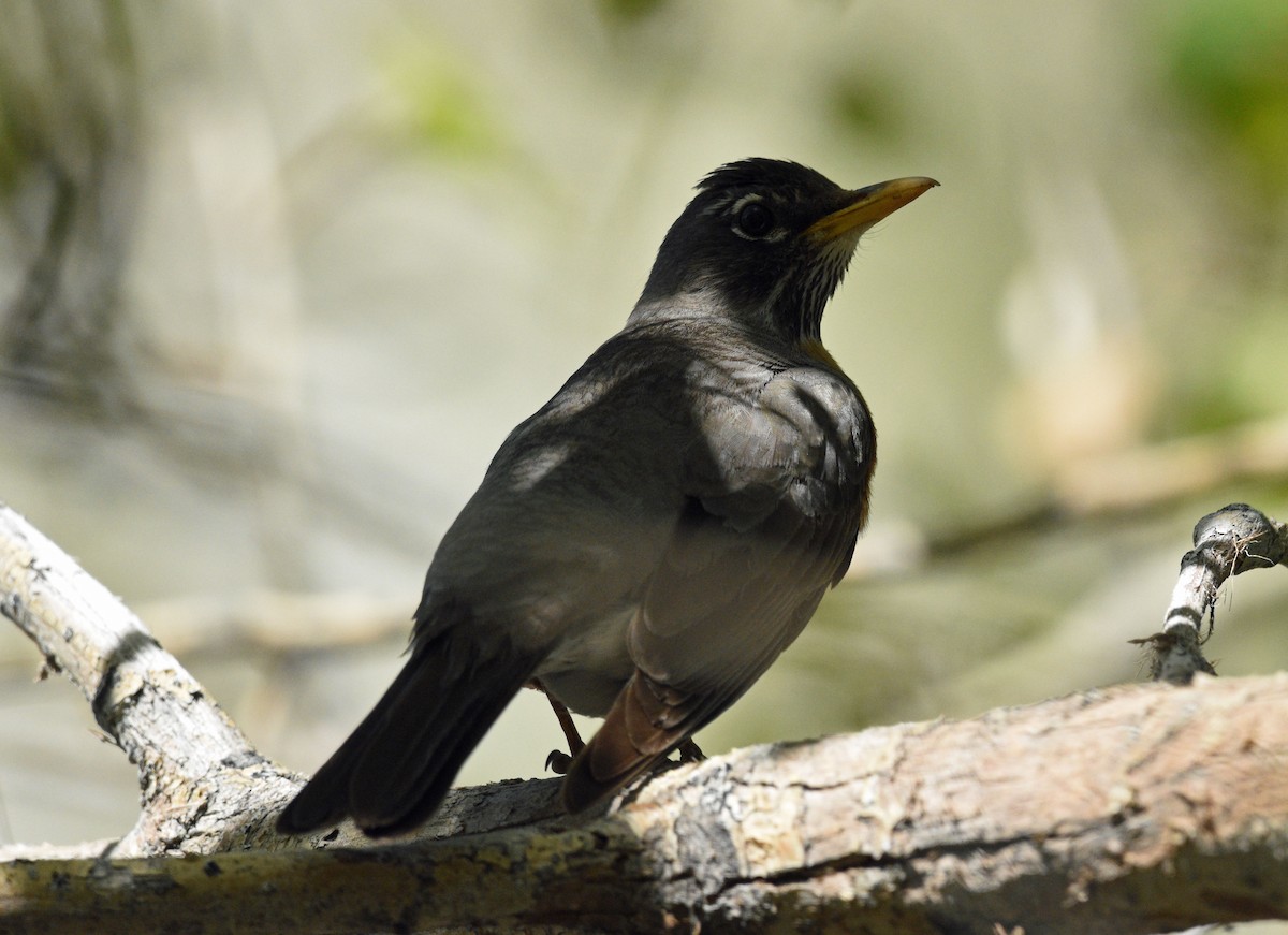 American Robin - ML561605541