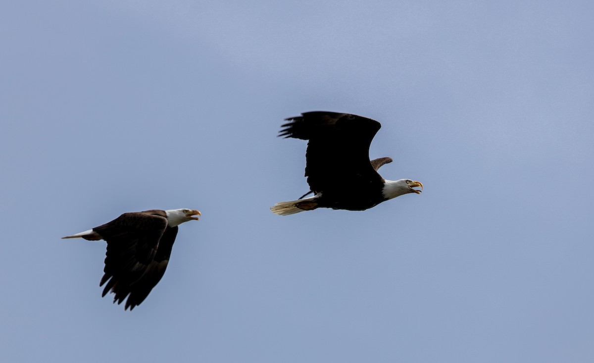 Bald Eagle - ML561606141