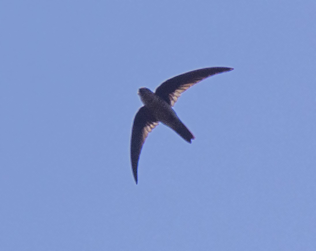 Indian Swiftlet - ML561607831