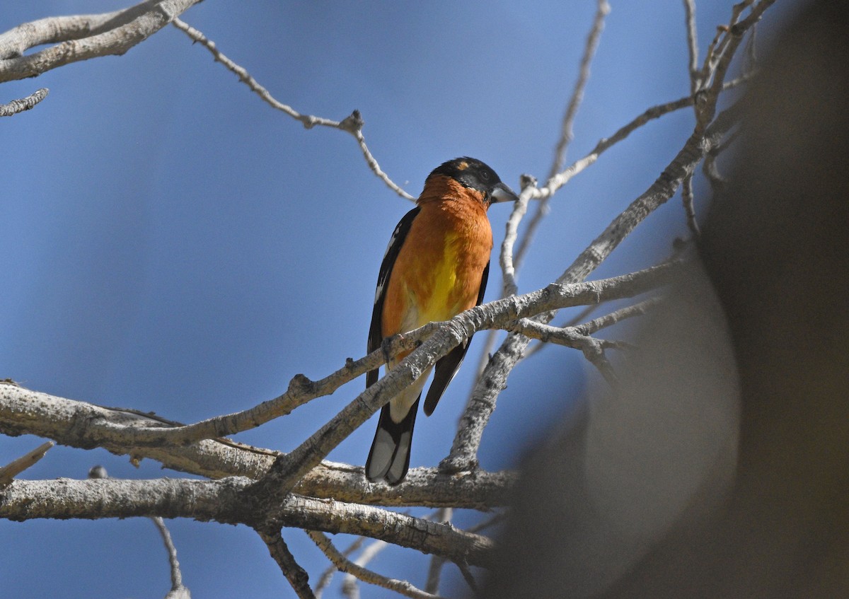 Black-headed Grosbeak - ML561608641