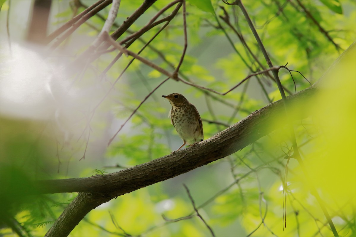 Swainson's Thrush - Eric Alton