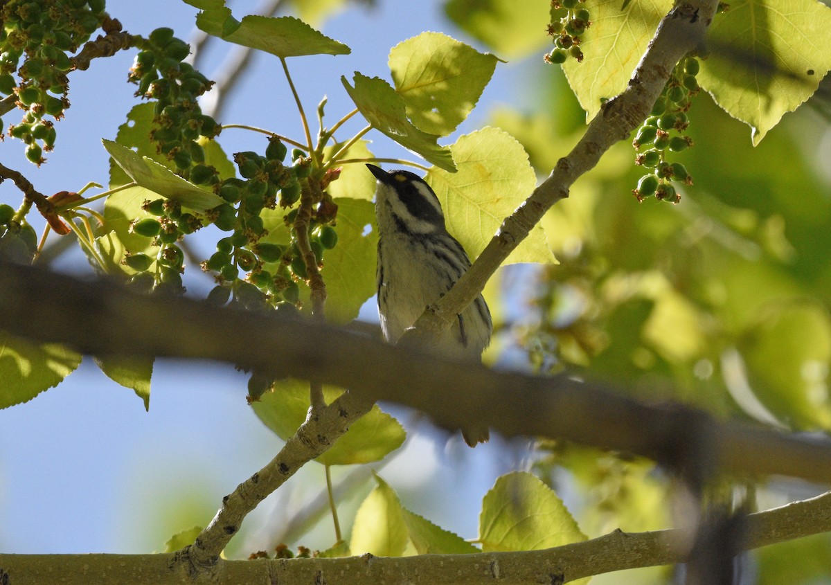 Black-throated Gray Warbler - Sona Conlin