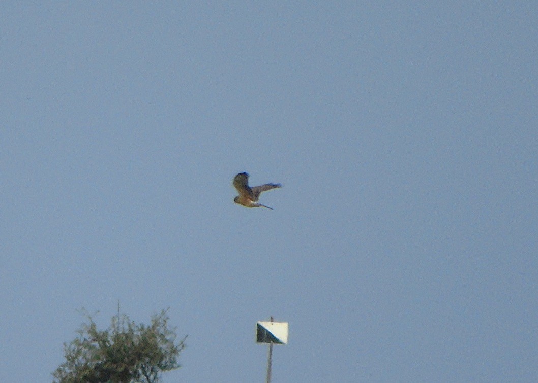 Montagu's Harrier - ML561609981