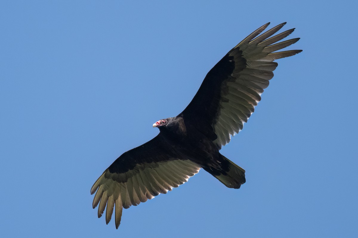 Turkey Vulture - ML561610071