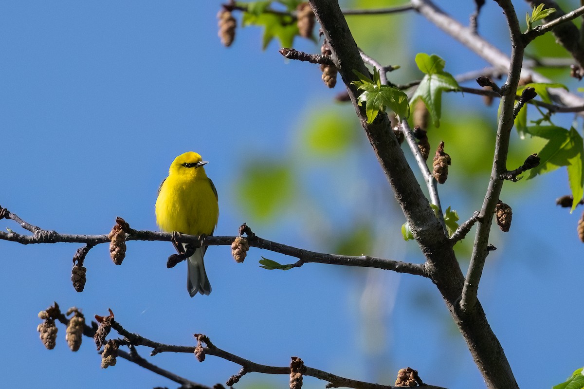 Blue-winged Warbler - ML561610141