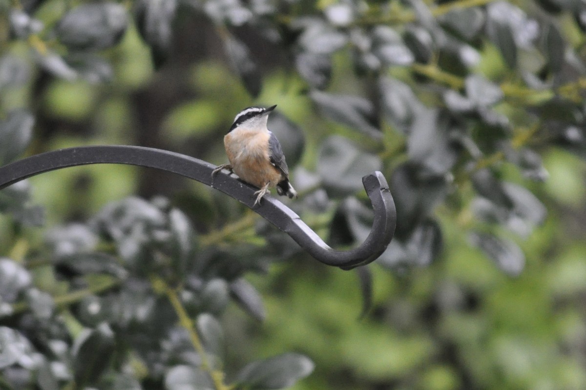 Red-breasted Nuthatch - ML561611251