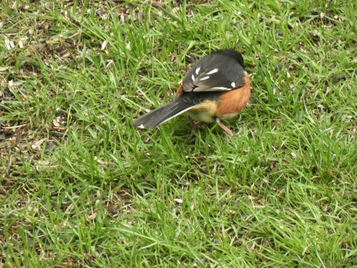 ワキアカトウヒチョウ - ML561611311