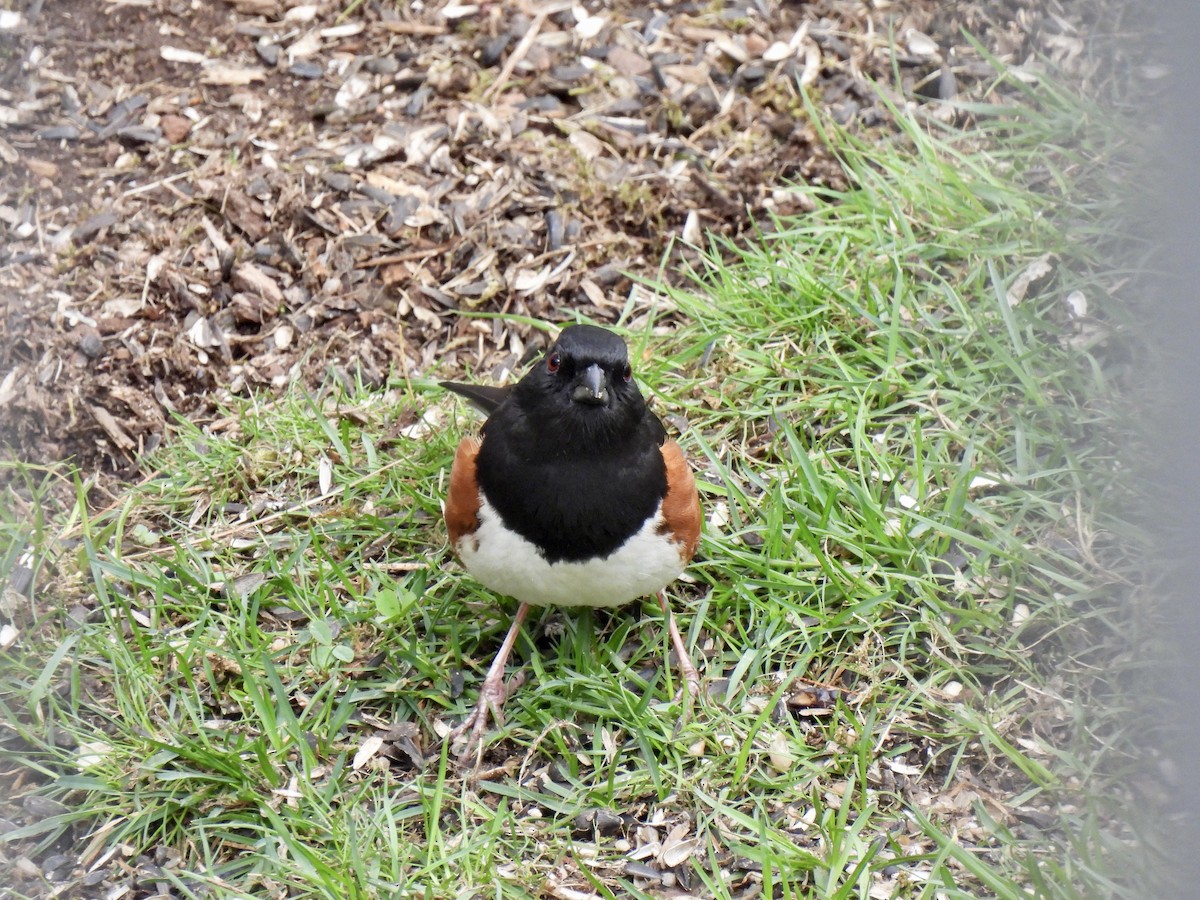 Eastern Towhee - Jeff&Jenn Joffray