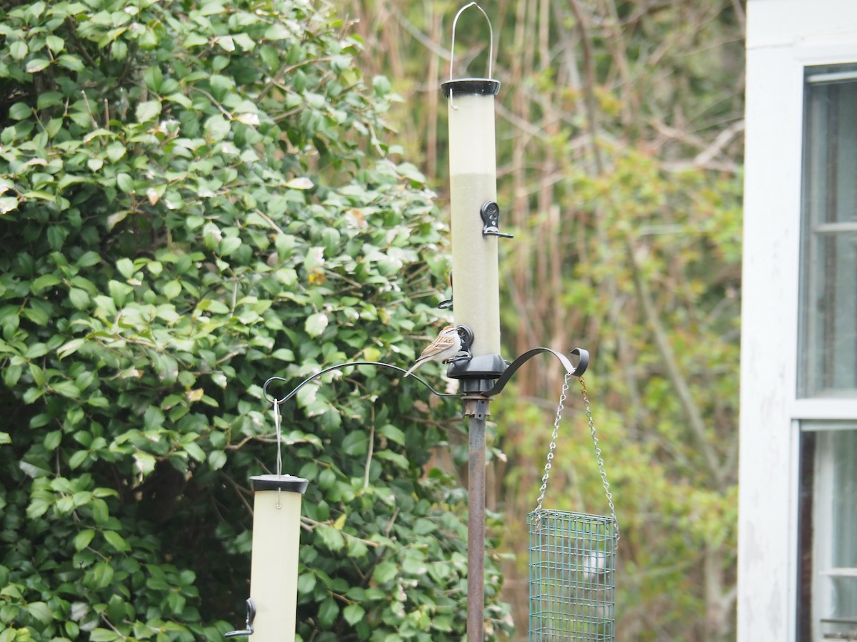 Chipping Sparrow - ML561612541