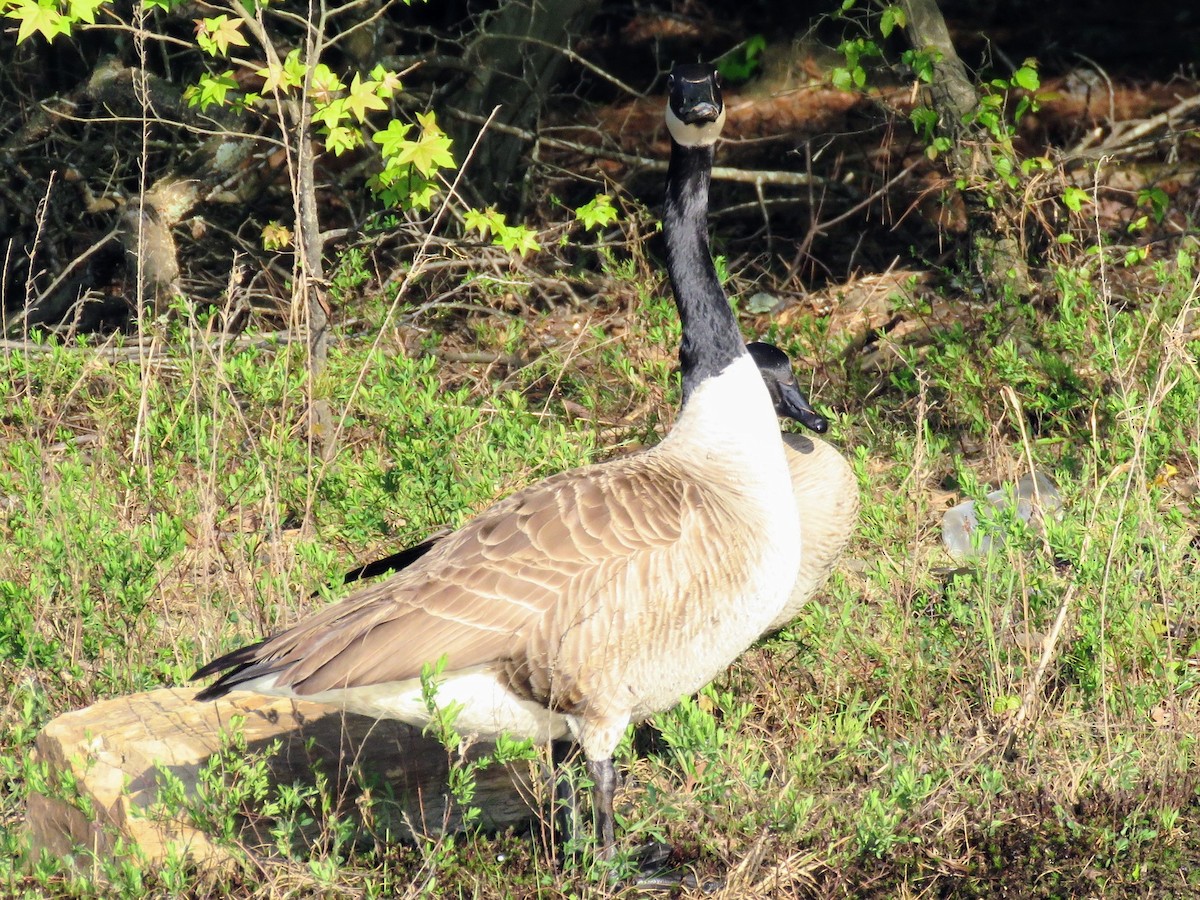 Canada Goose - Lisa Mills