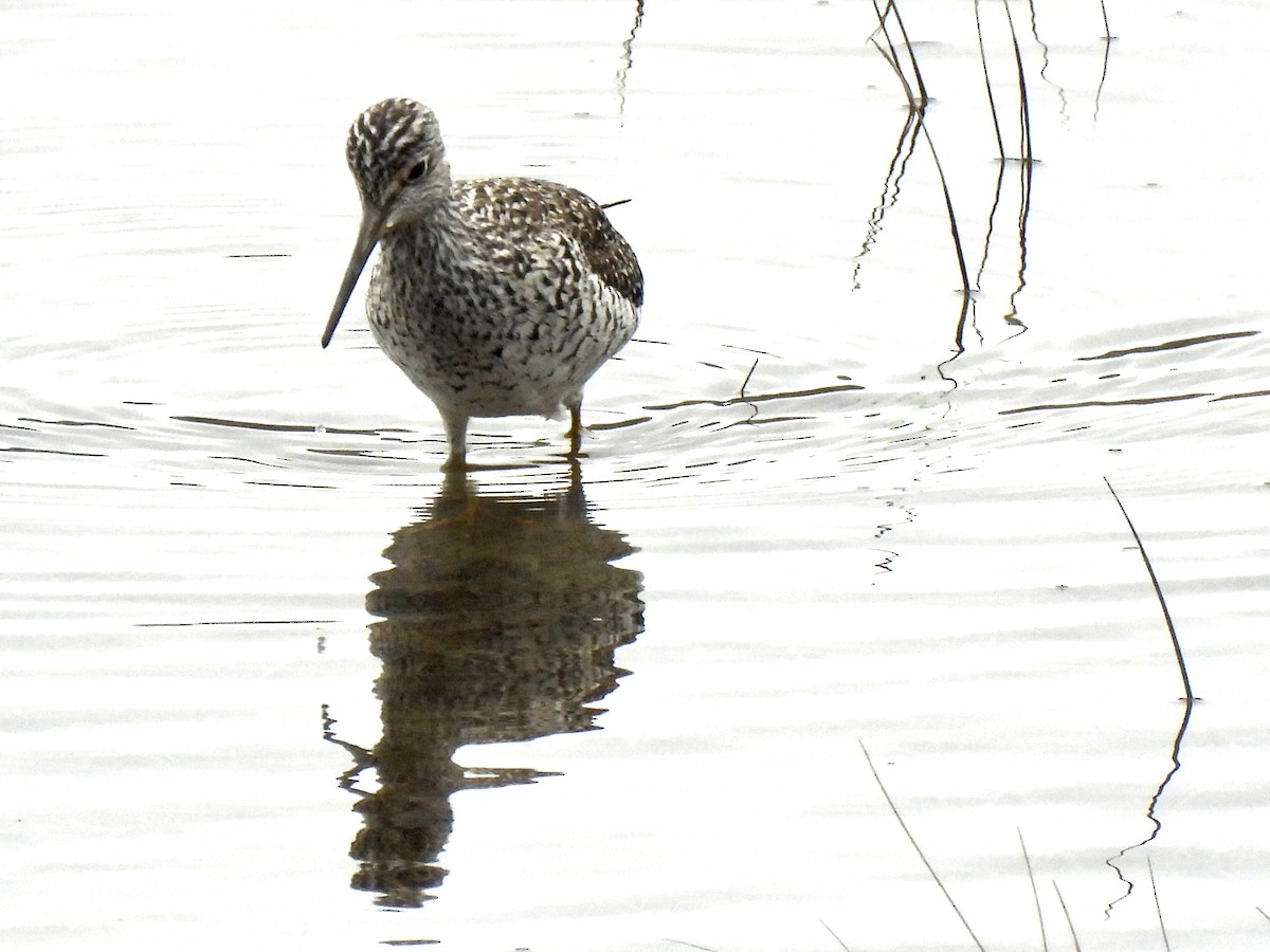 Greater Yellowlegs - ML561613521