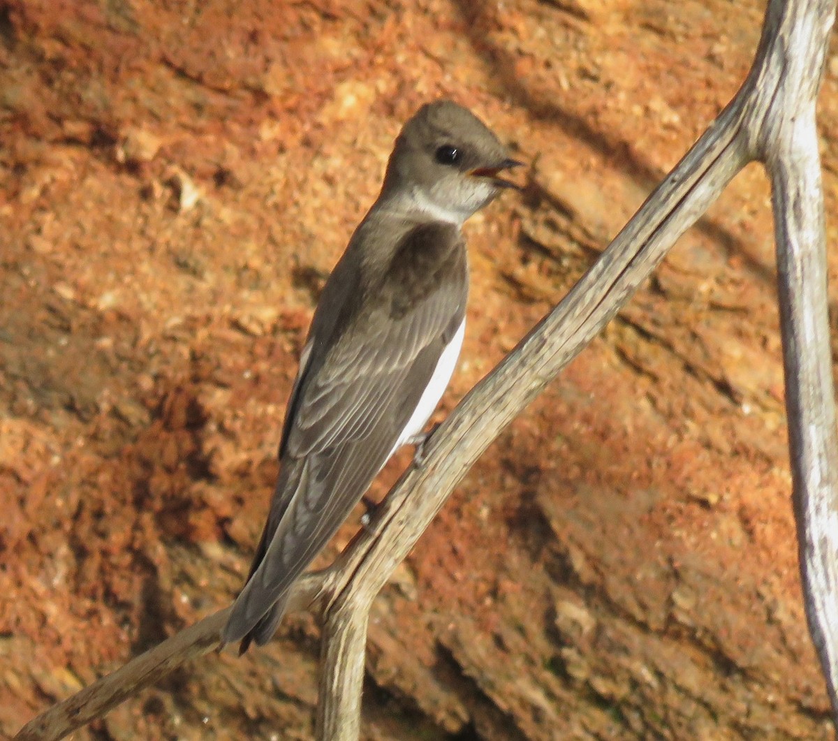 Northern Rough-winged Swallow - ML561613761