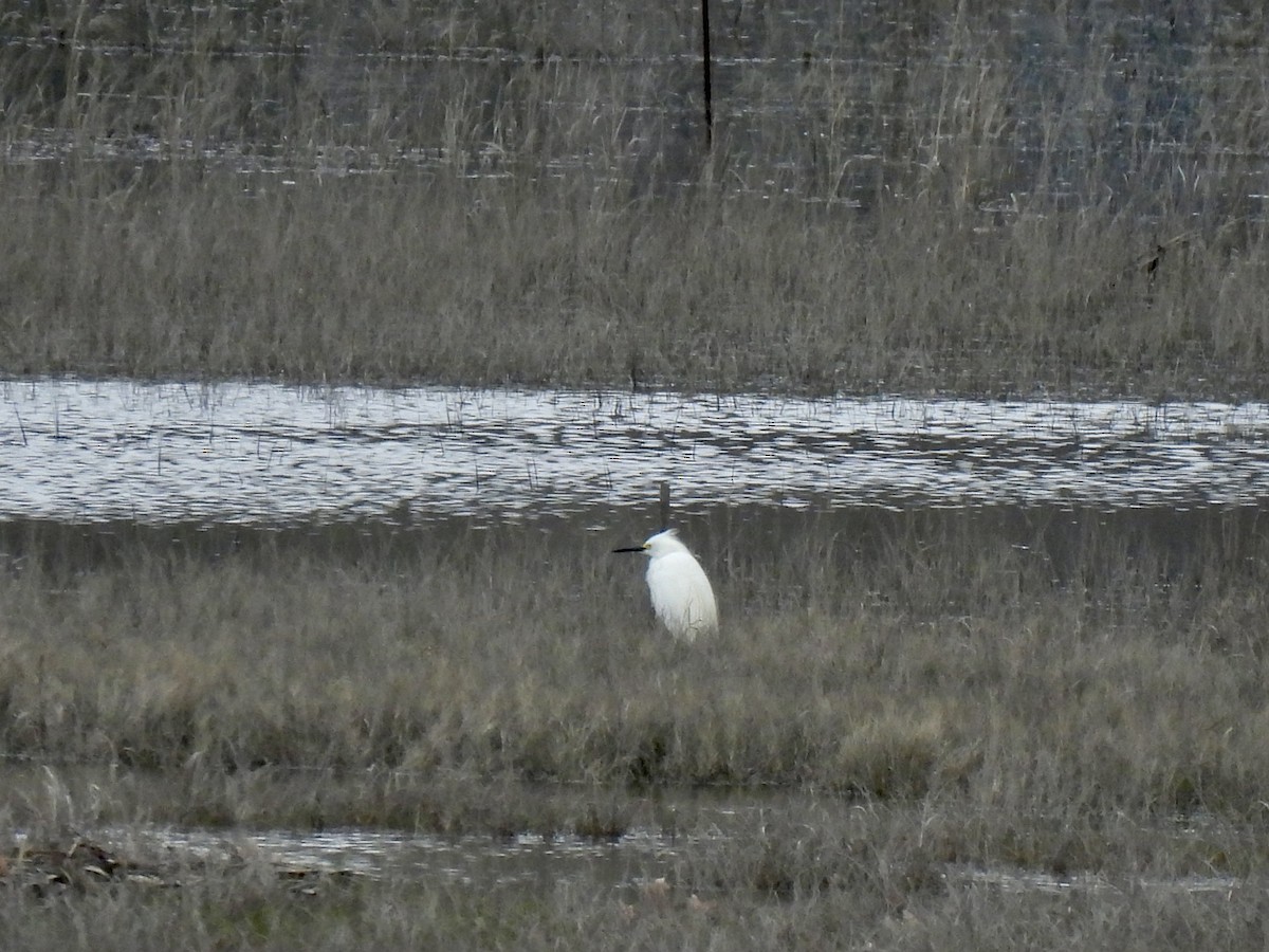 Snowy Egret - ML561613831