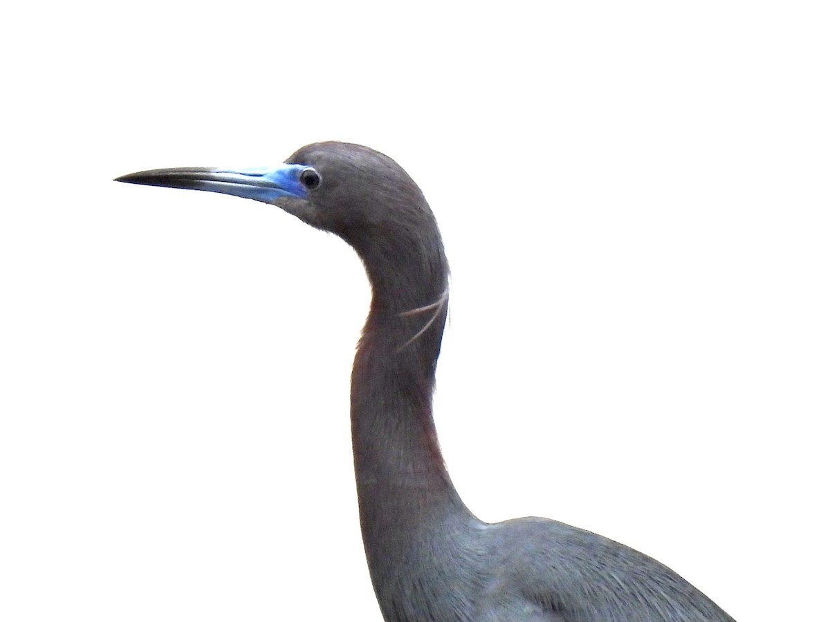 Little Blue Heron - ML561614261