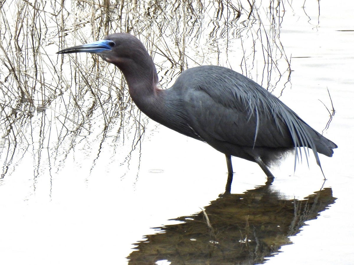 Little Blue Heron - ML561614271