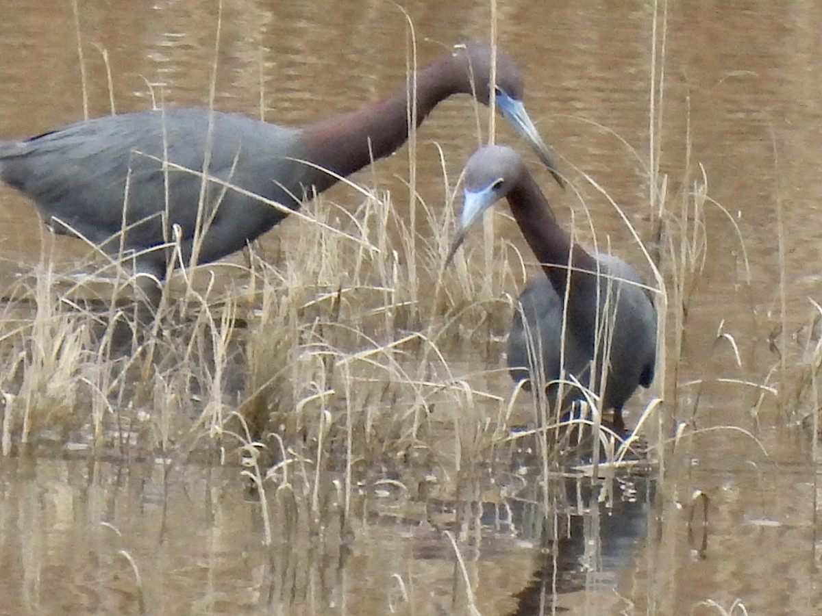 Little Blue Heron - ML561614281