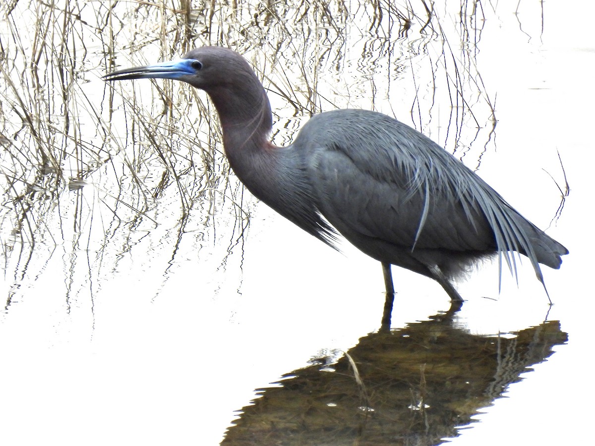 Little Blue Heron - ML561614291