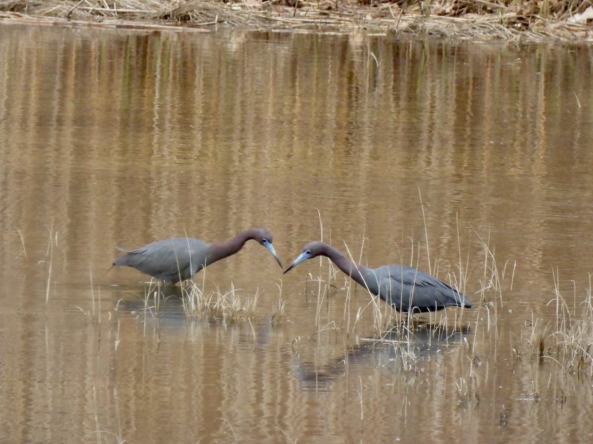 Little Blue Heron - ML561614301
