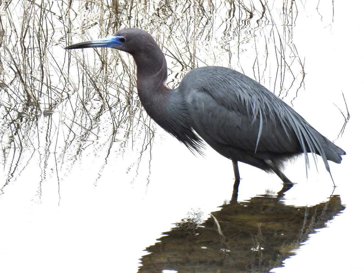 Little Blue Heron - ML561614311