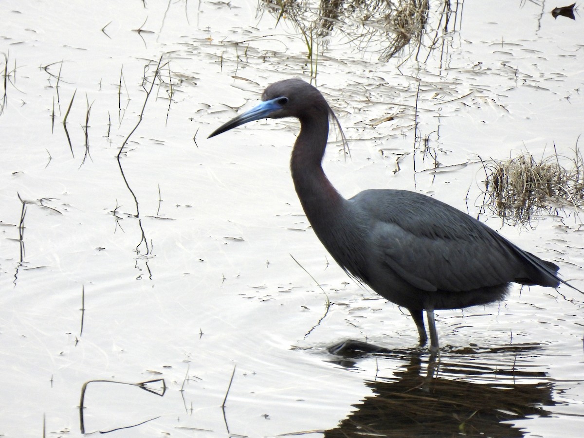 Little Blue Heron - ML561614321