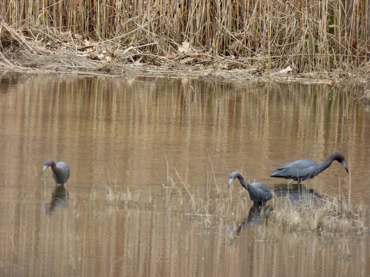 Little Blue Heron - ML561614331