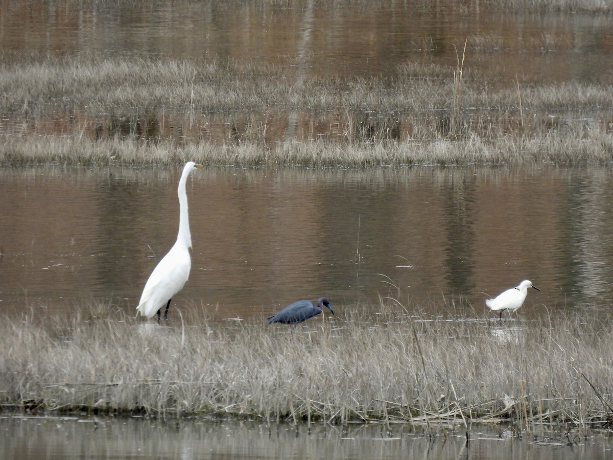 Little Blue Heron - ML561614341