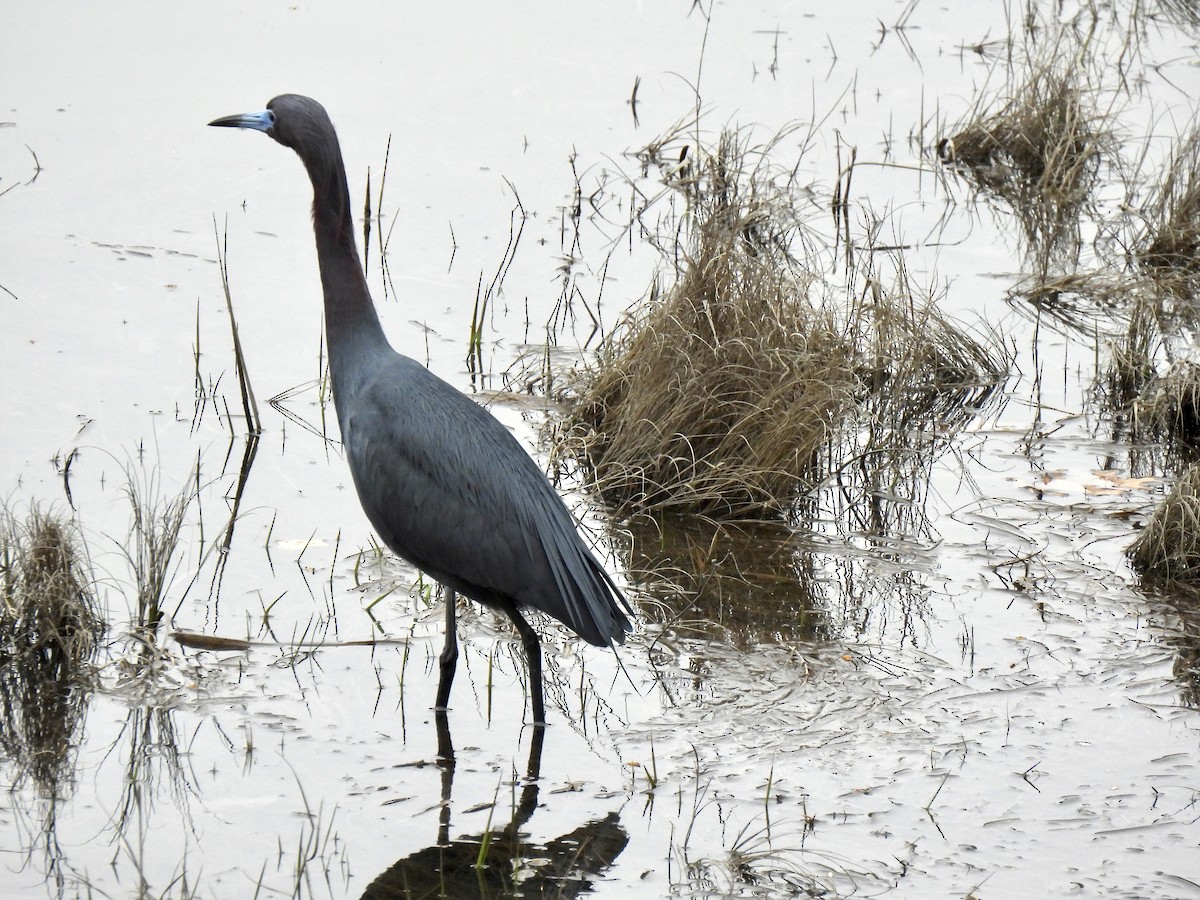 Little Blue Heron - ML561614351