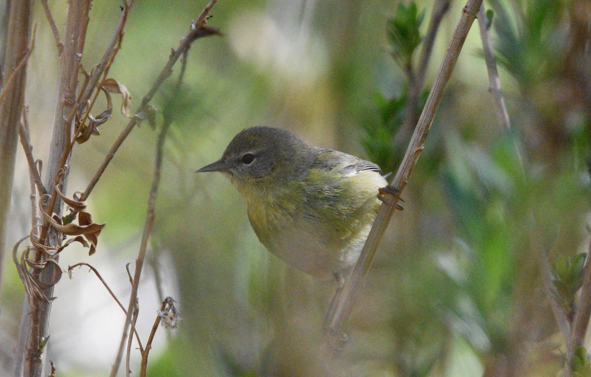 Orange-crowned Warbler - Sona Conlin