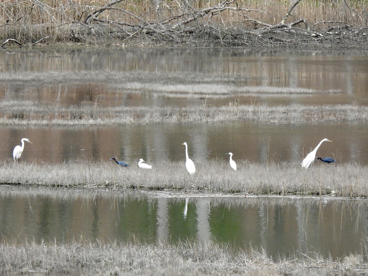 Snowy Egret - ML561614541