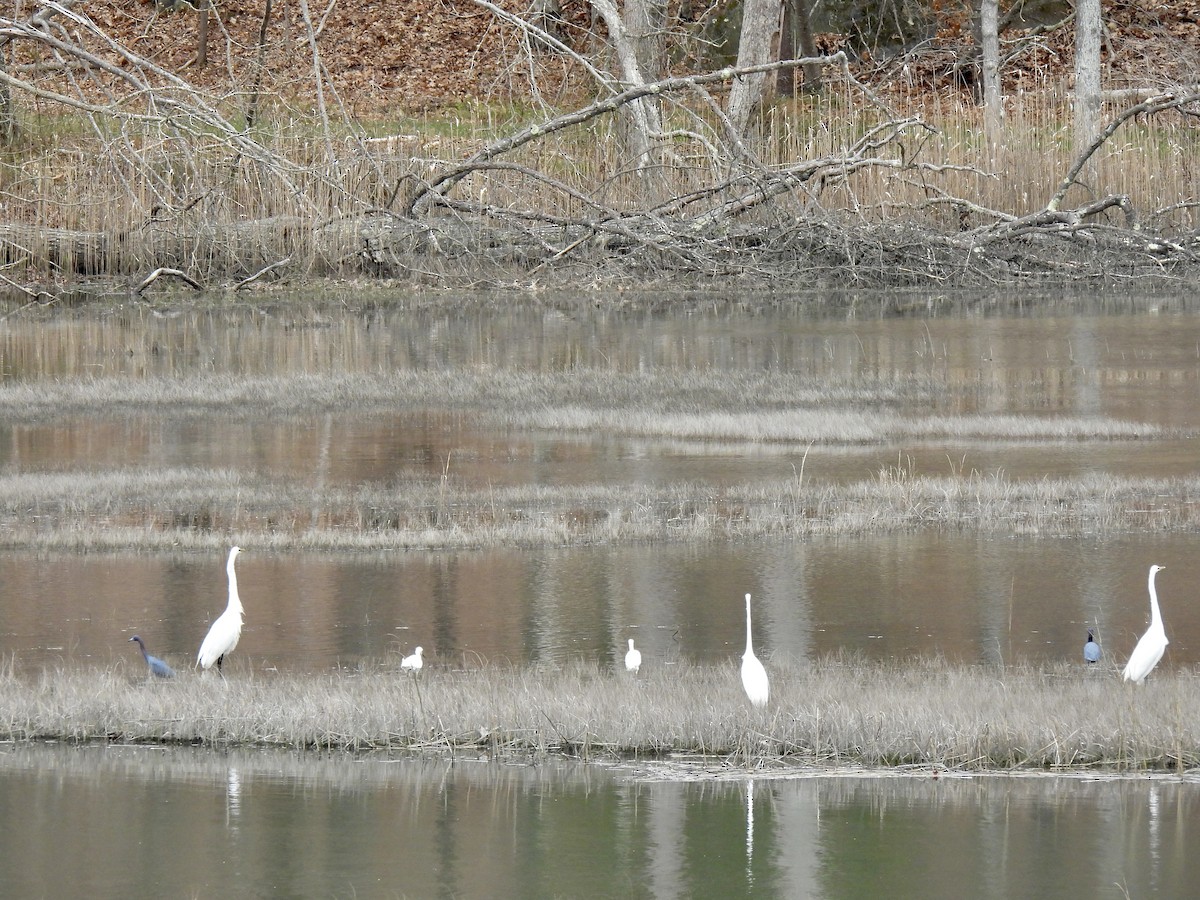 Snowy Egret - ML561614551