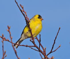 American Goldfinch - ML561614671