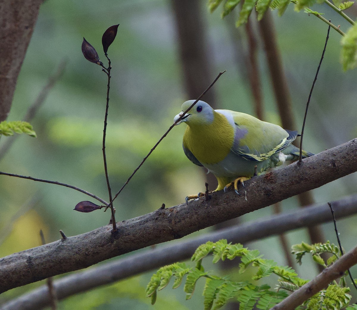 Yellow-footed Green-Pigeon - ML561615191