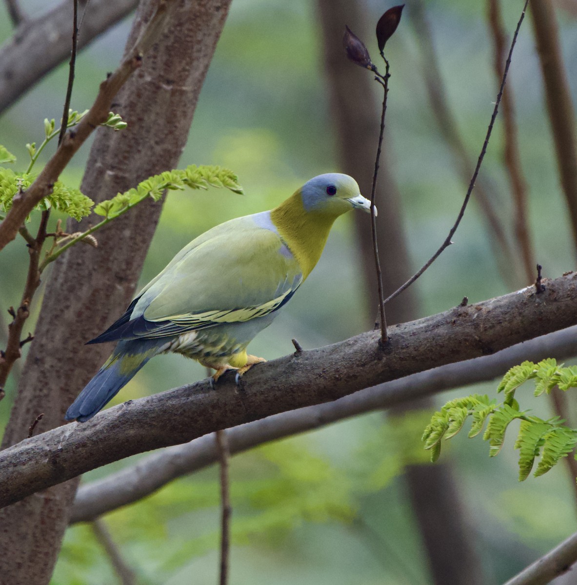 Yellow-footed Green-Pigeon - ML561615201