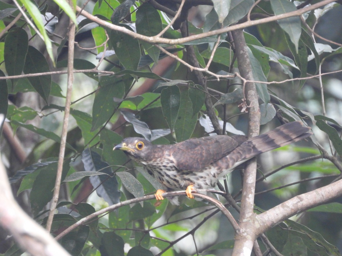 Large Hawk-Cuckoo - Santi St