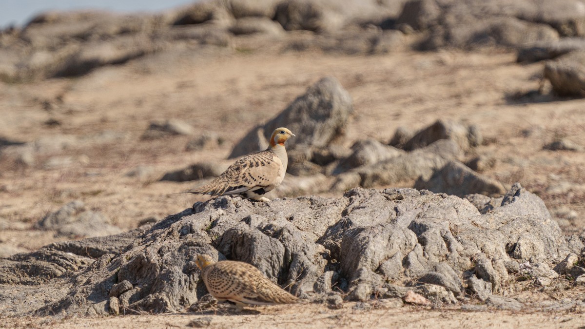 Pallas's Sandgrouse - ML561615811