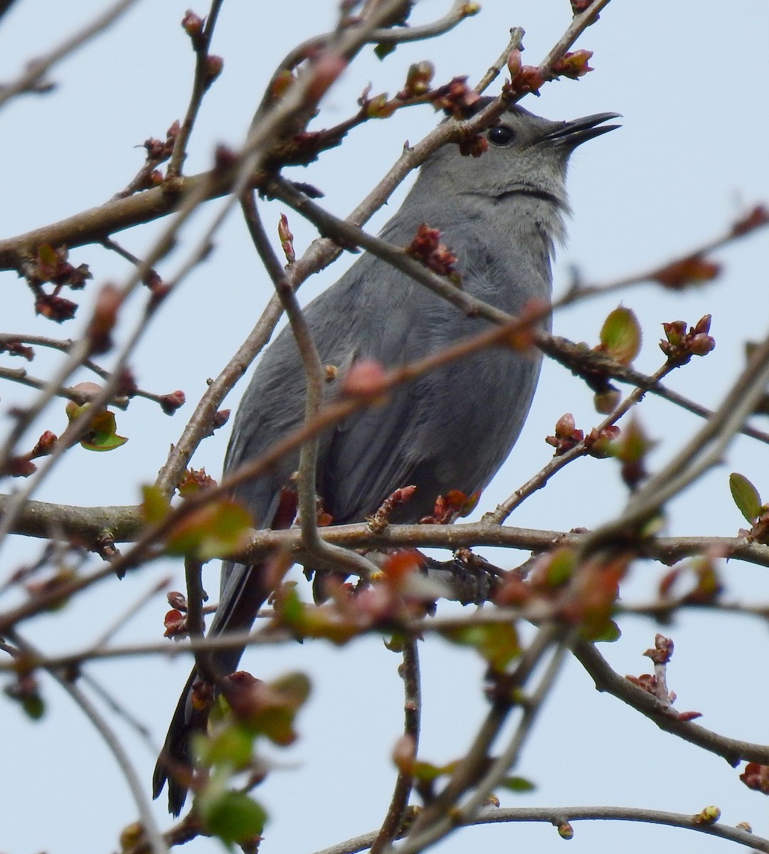 Gray Catbird - alan murray