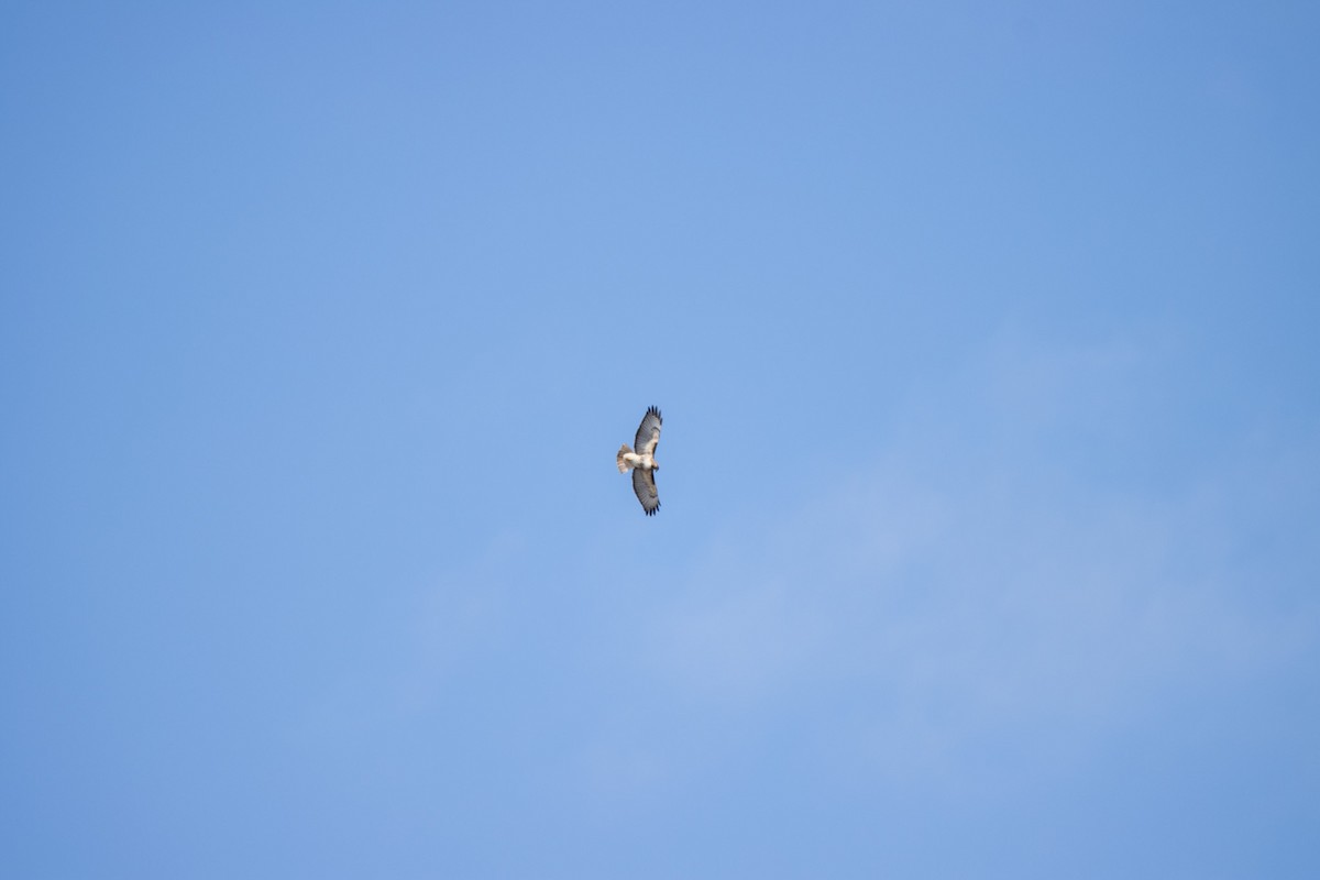 Red-tailed Hawk - ML561616411
